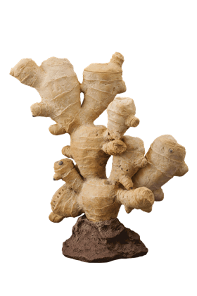 Ginger Root-form Teapot