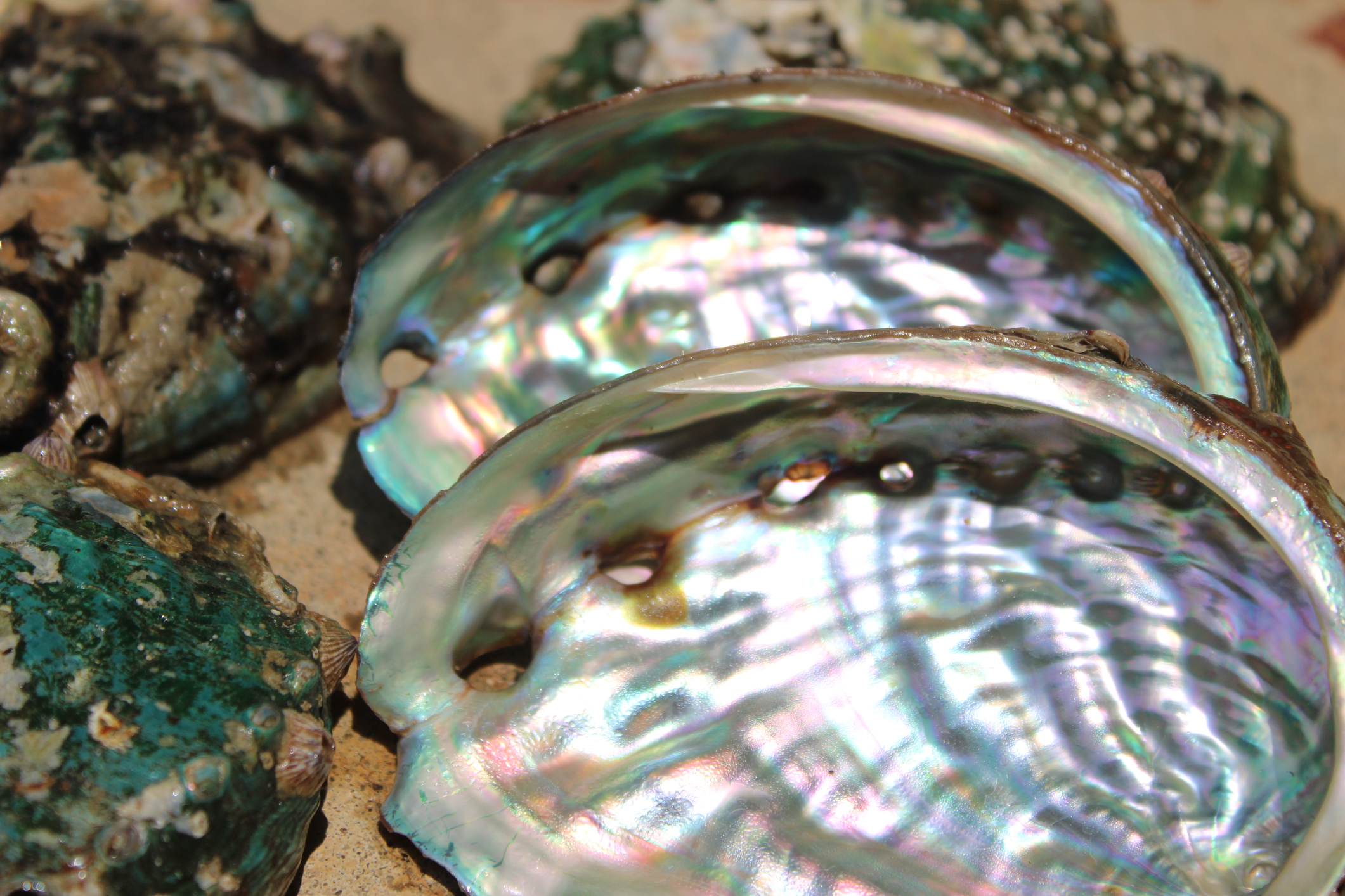 Abalone shell