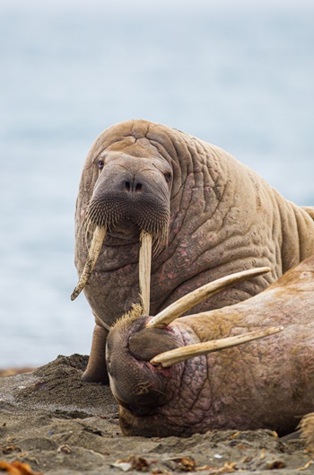 Walrus