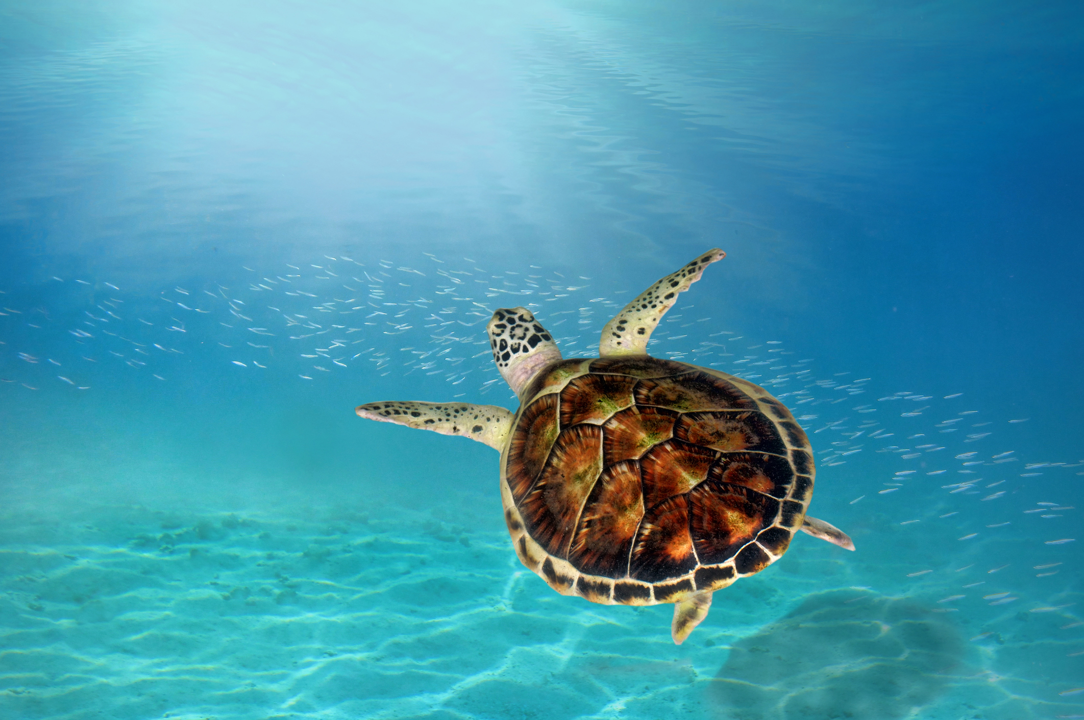 Hawksbill turtle