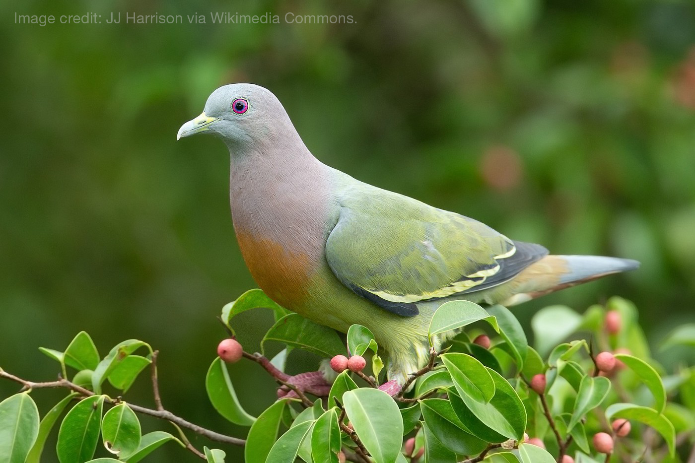 READ] Introducing (some of) the Birds of Singapore