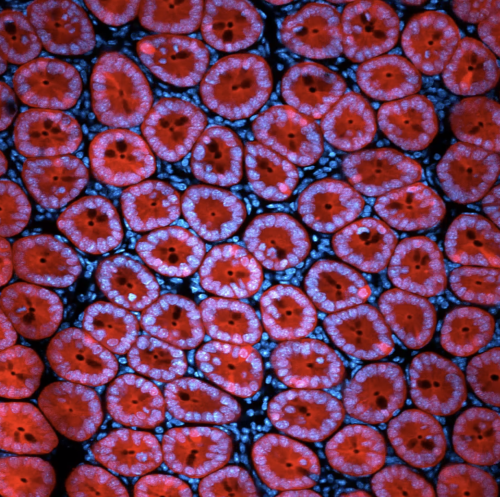 Dynamic Beauty in Science