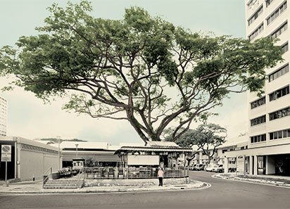 singapore very old tree