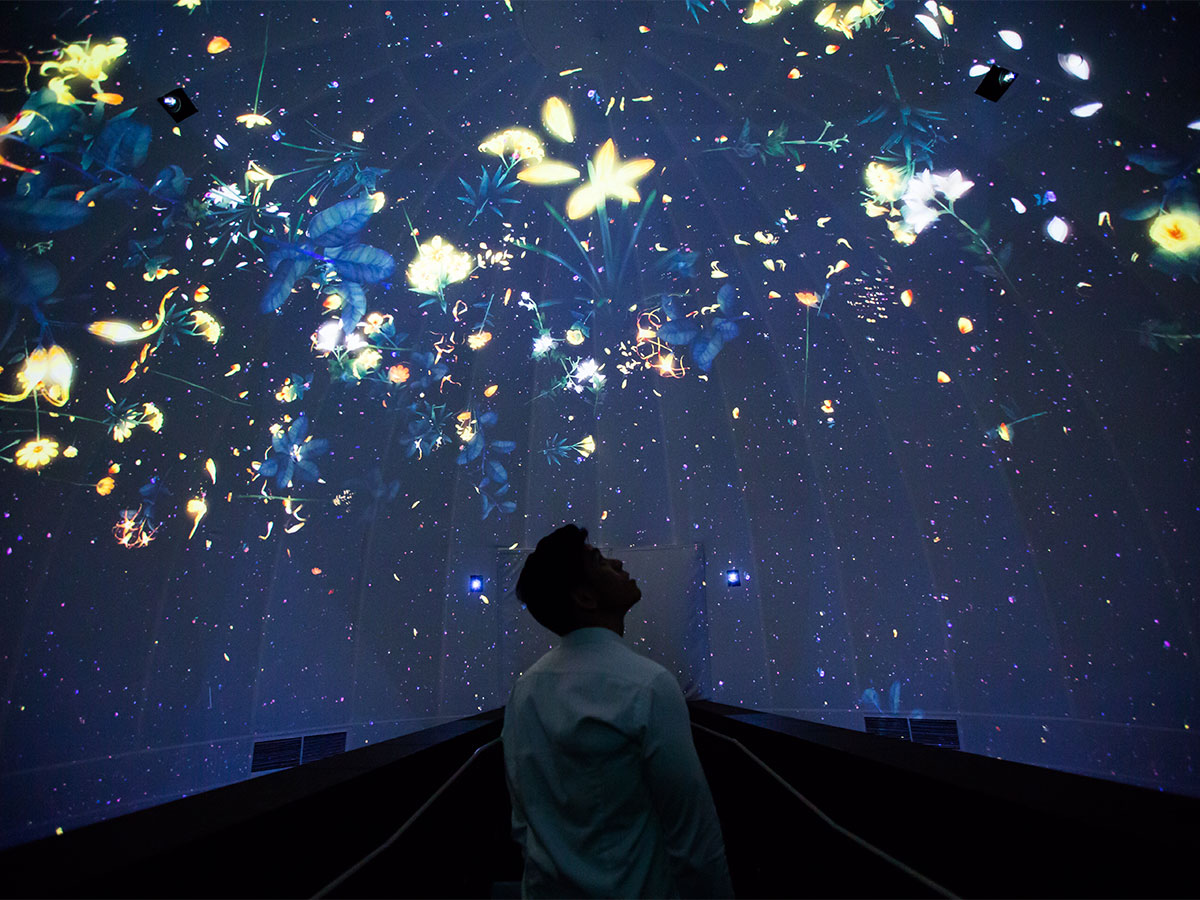 Story of the Forest by teamLab