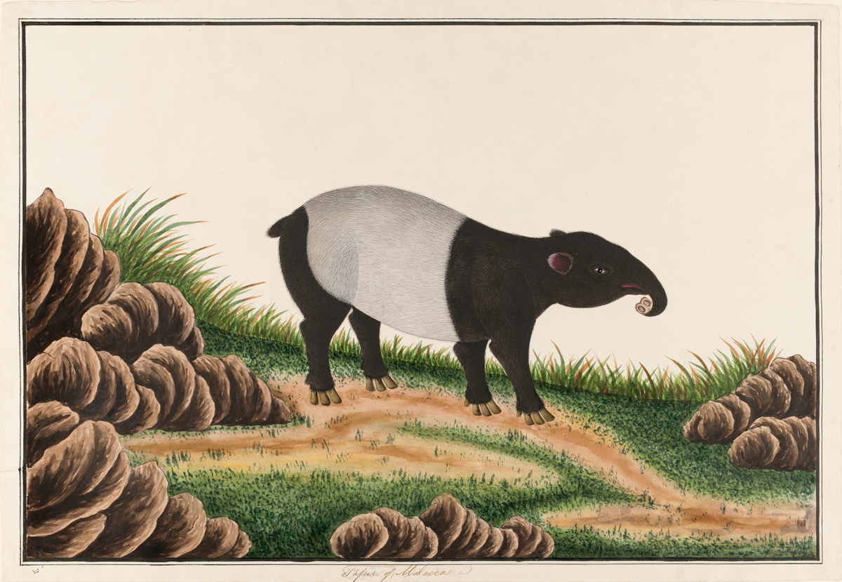 Tapir Farquhar Collection