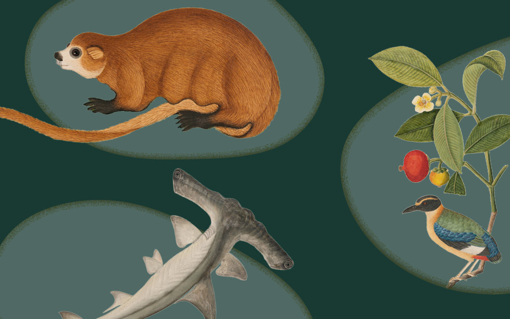 Tails From the Coasts banner